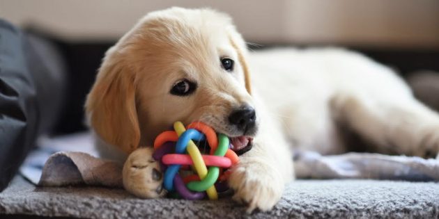 Іграшки для собак: які бувають, для чого потрібні, як вибрати