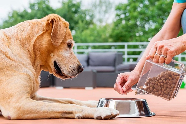 Обираємо сухий корм для собак: на що звернути увагу та як корм залежить від породи собаки