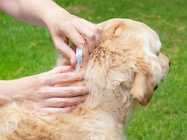 Як вивести блохи у собаки – ефективні доступні засоби?