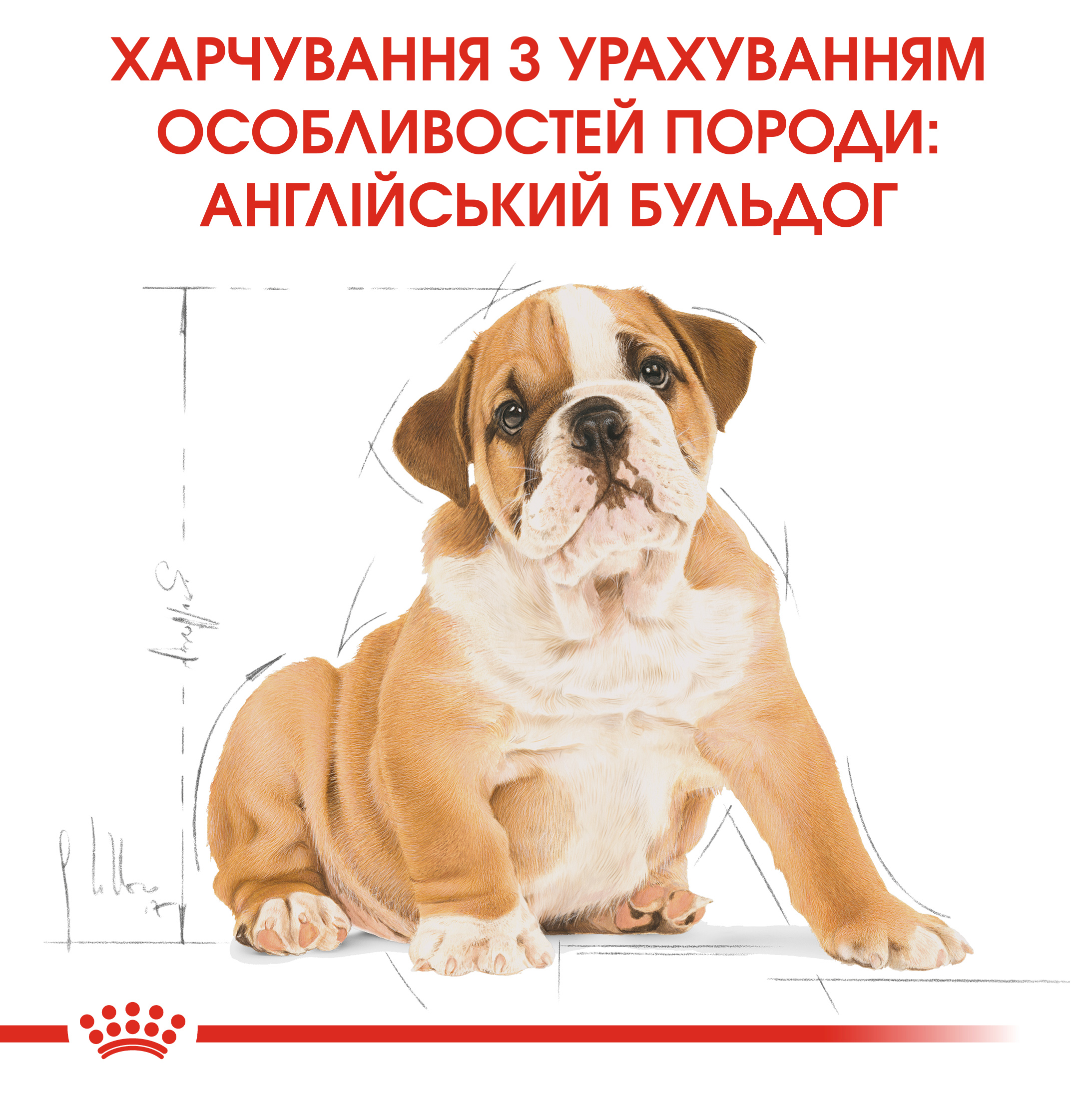 Сухий корм для цуценят Royal Canin Bulldog Puppy - 8