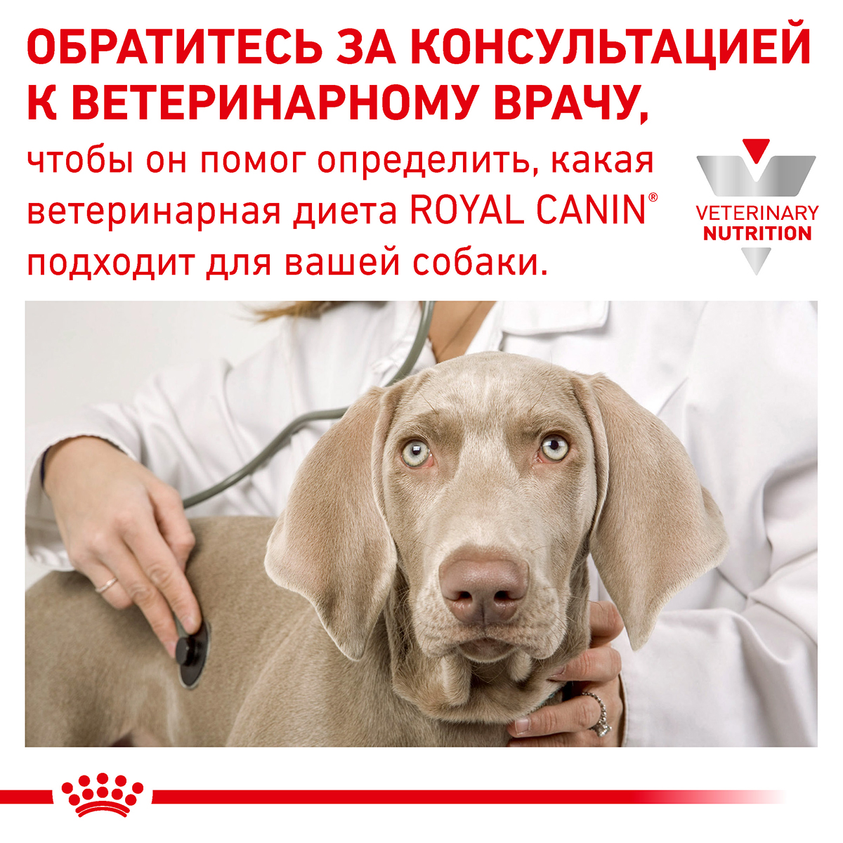 Лікувальний сухий корм для собак Royal Canin Diabetic - 10
