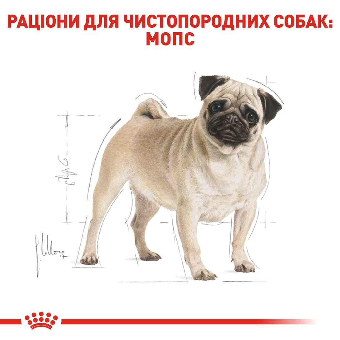 Сухий корм для собак Royal Canin Pug Adult - 4