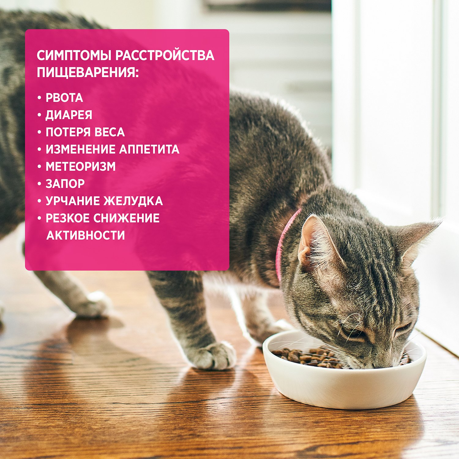 Лікувальний сухий корм для котів Hills Pescription Diet Gastrointestinal Biome - 7