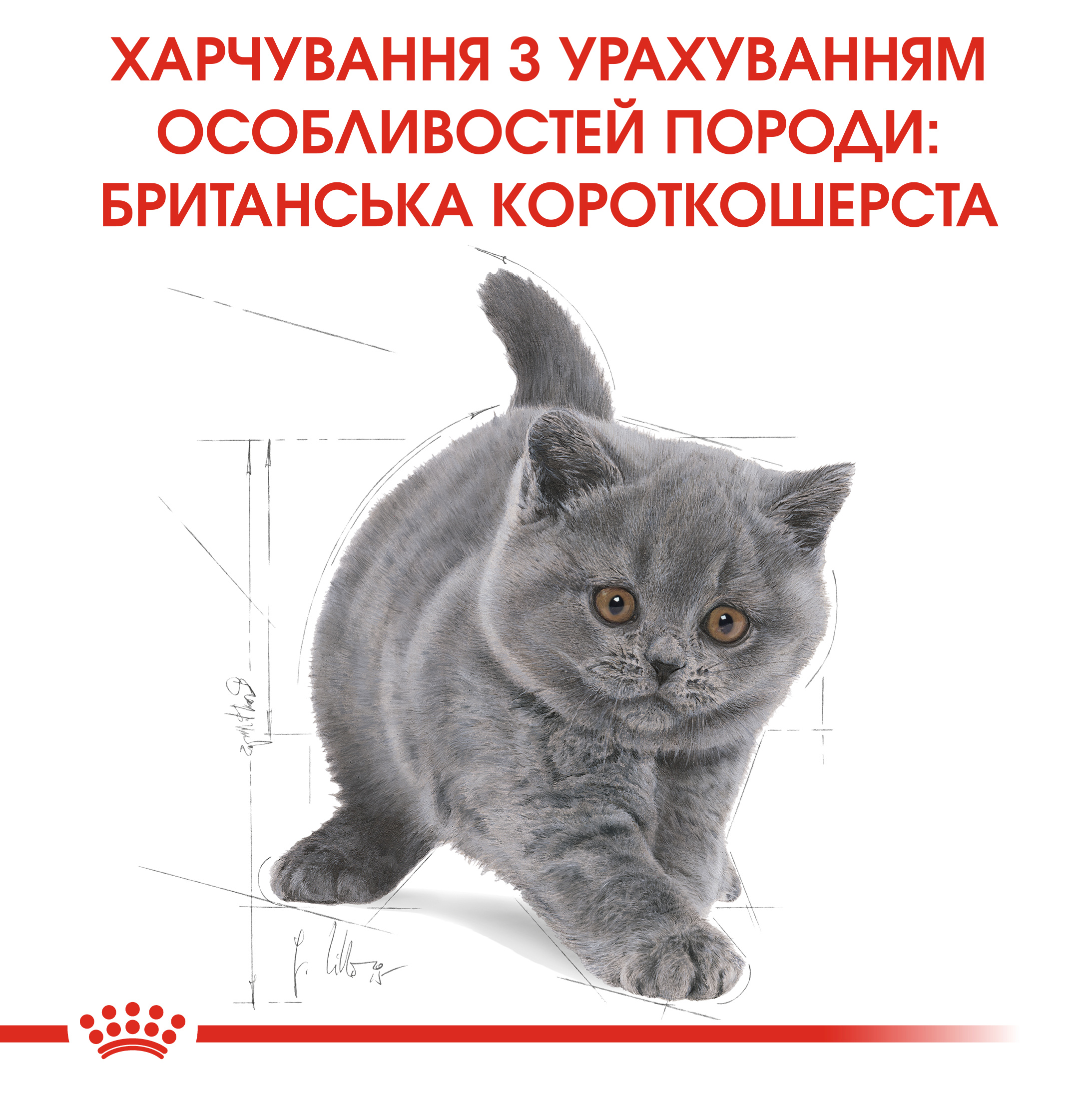 Сухий корм для кошенят Royal Canin British Shorthair Kitten - 7