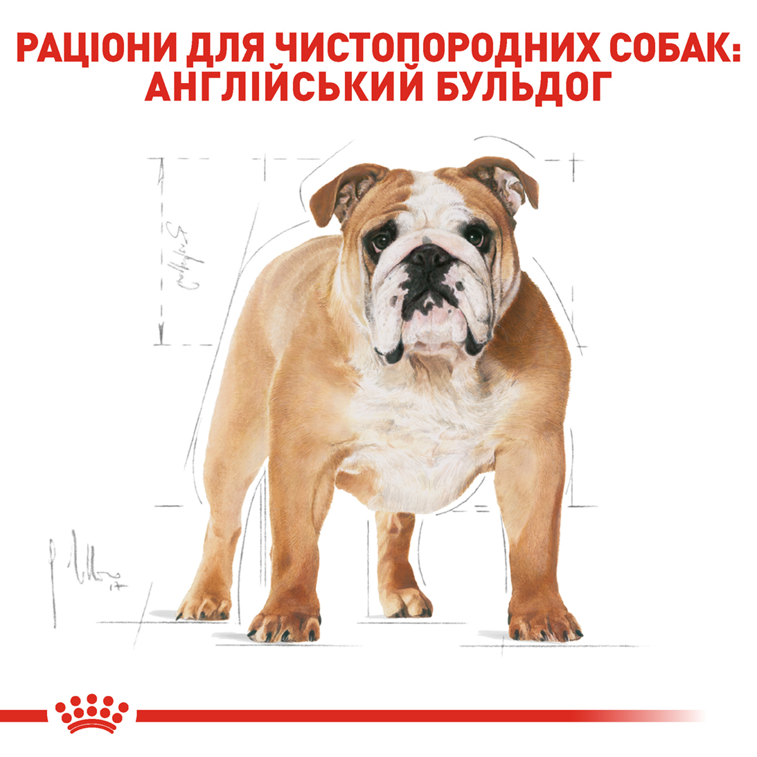 Сухий корм для собак Royal Canin Bulldog Adult - 4