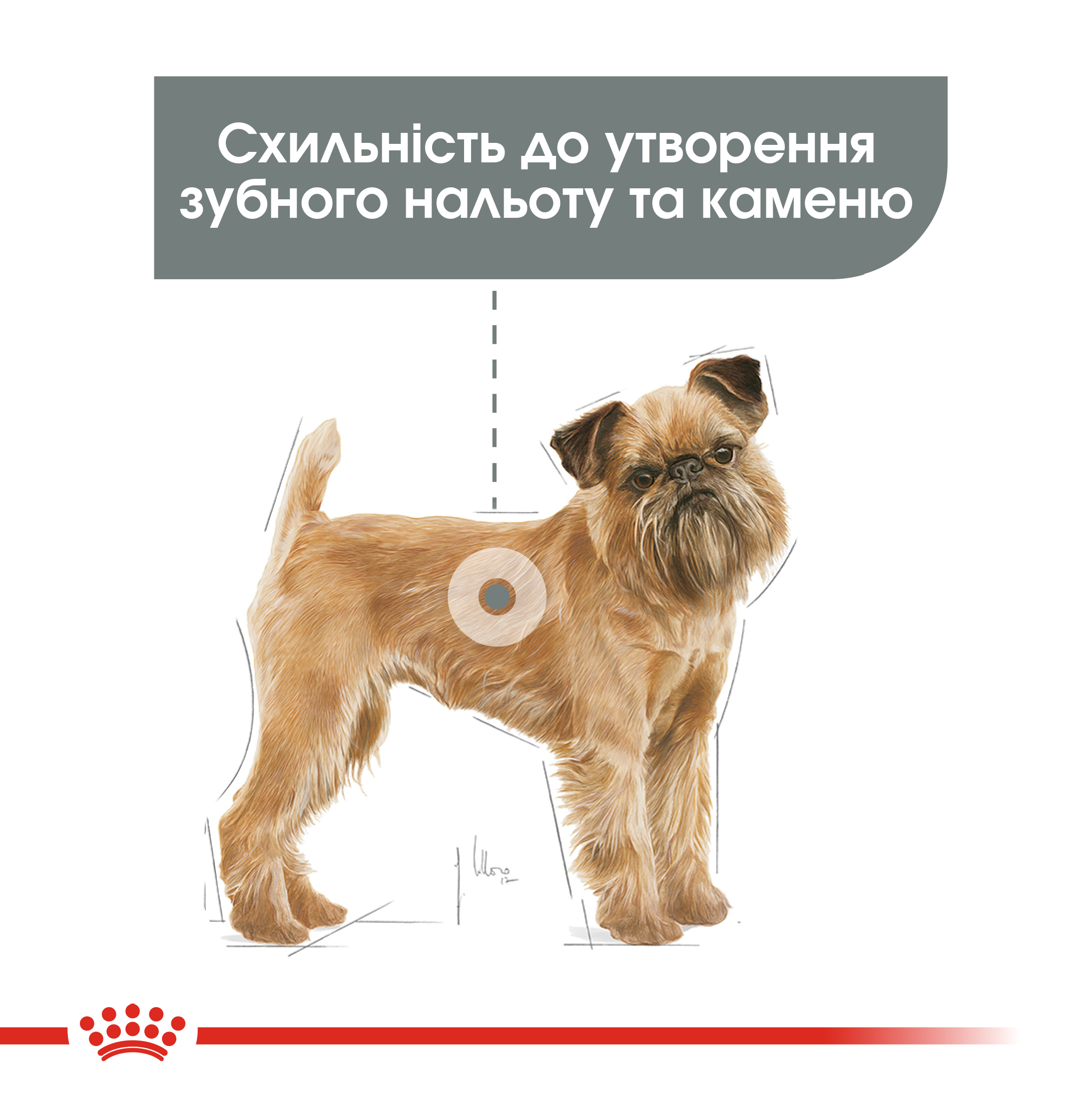 Сухий корм для собак Royal Canin Mini Dental Care - 2