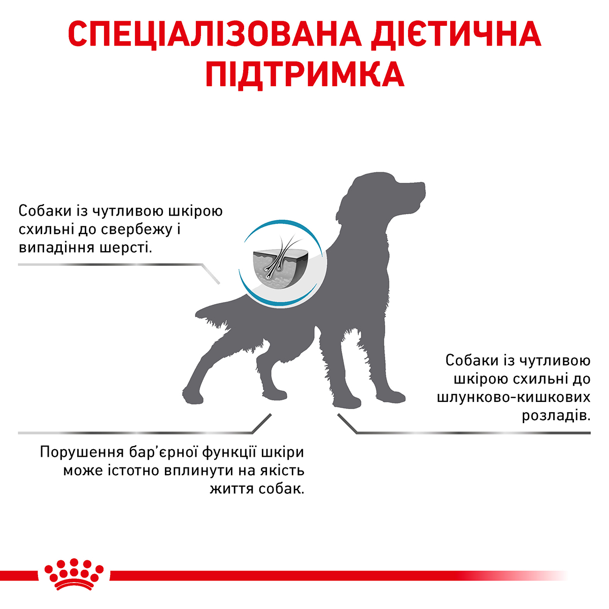 Лікувальний сухий корм для собак Royal Canin Skin Support Dog - 6